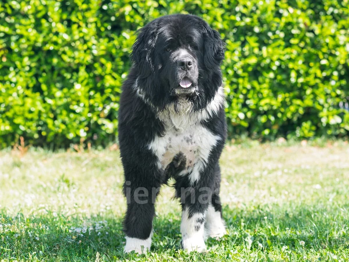 WILLOW, female 4yo mixed breed for adoption at Déierenasyl Luxembourg, Gasperich, Luxembourg City