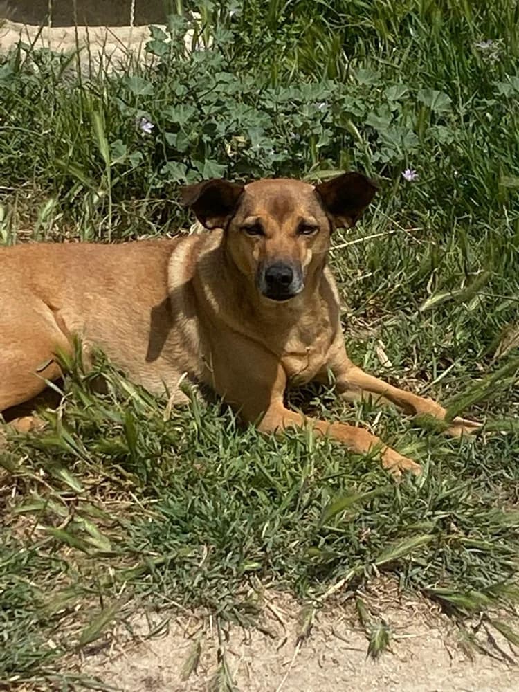 Lola,  mixed breed for adoption at Pets Angels Luxemburg, Luxembourg