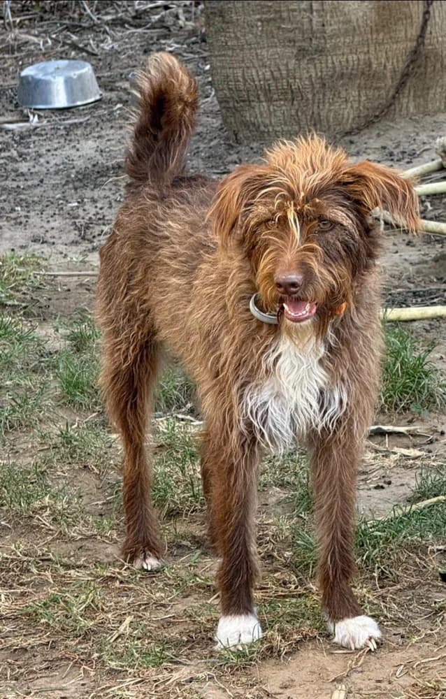 Zafra,  Mixed Breed for adoption at Pets Angels Luxemburg, Luxembourg