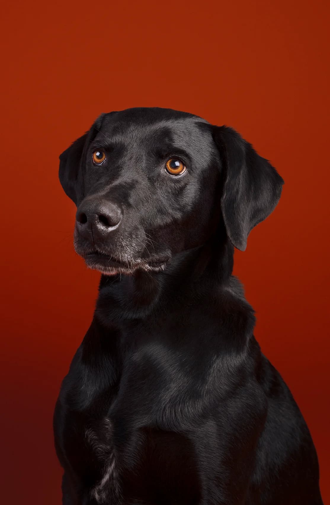 Plato,  senior Weimaraner for adoption at SPAD Chats et Chiens Luxembourg, Dudelange