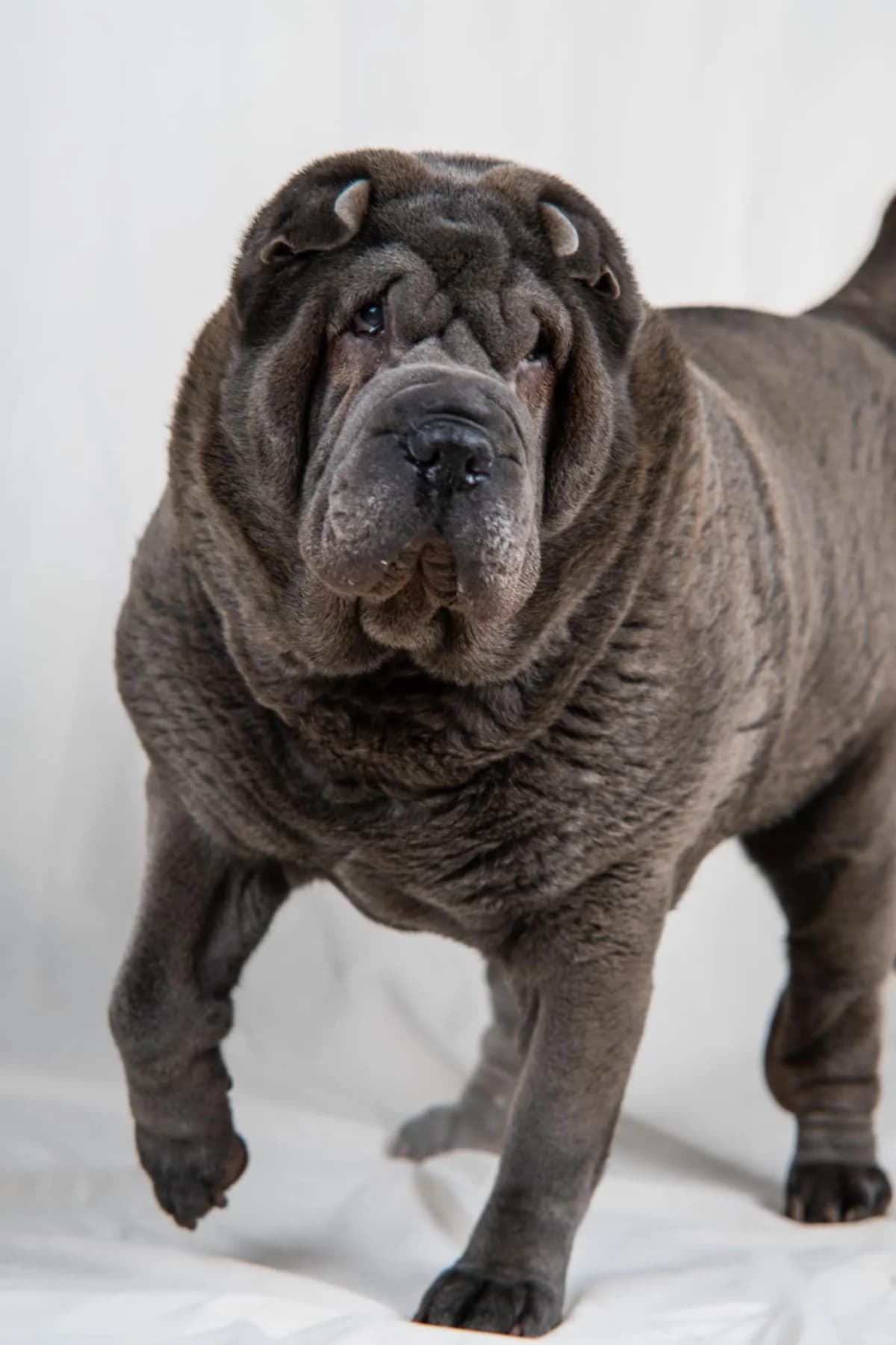 Osée, female senior Shar Pei for adoption at SPAD Chats et Chiens Luxembourg, Dudelange