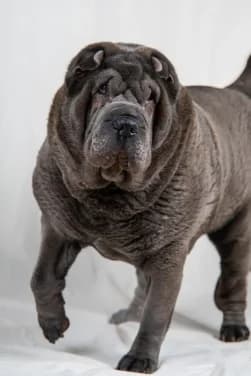 Osée, female senior Shar Pei for adoption at Asile pour Animaux Régional - Dudelange (SPAD asbl)