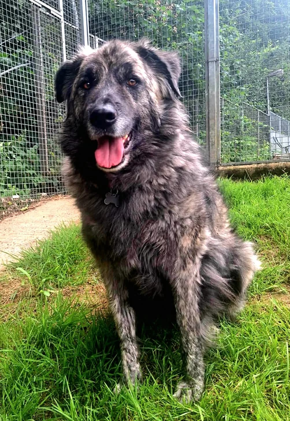 Gaspard,  5yo mixed breed for adoption at SPAD Chats et Chiens Luxembourg, Dudelange