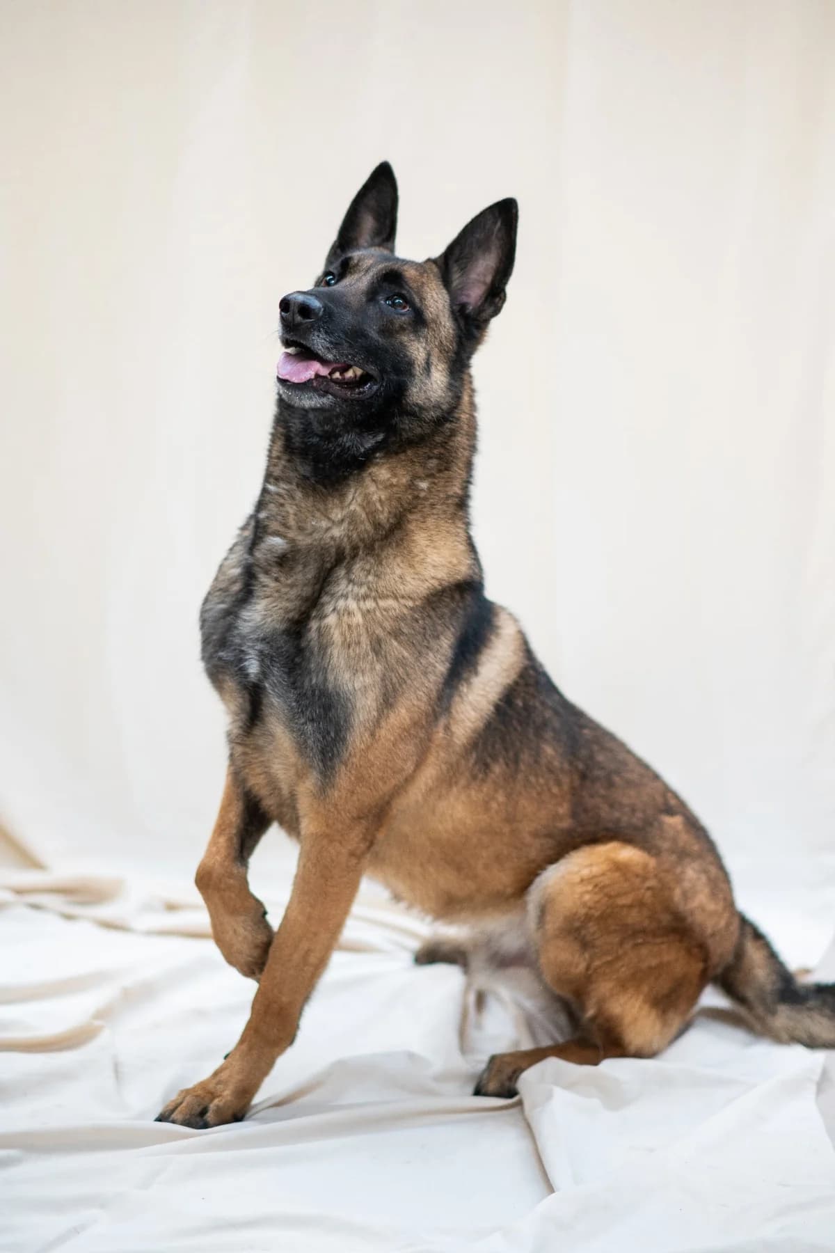 Simba,  3yo Belgian Malinois for adoption at SPAD Chats et Chiens Luxembourg, Dudelange
