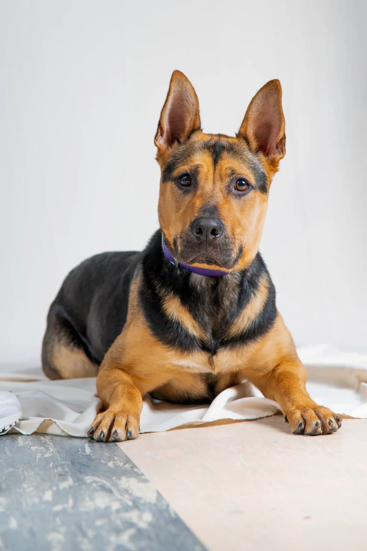 Minnie, female young Mixed Breed for adoption at SPAD Chats et Chiens Luxembourg, Dudelange