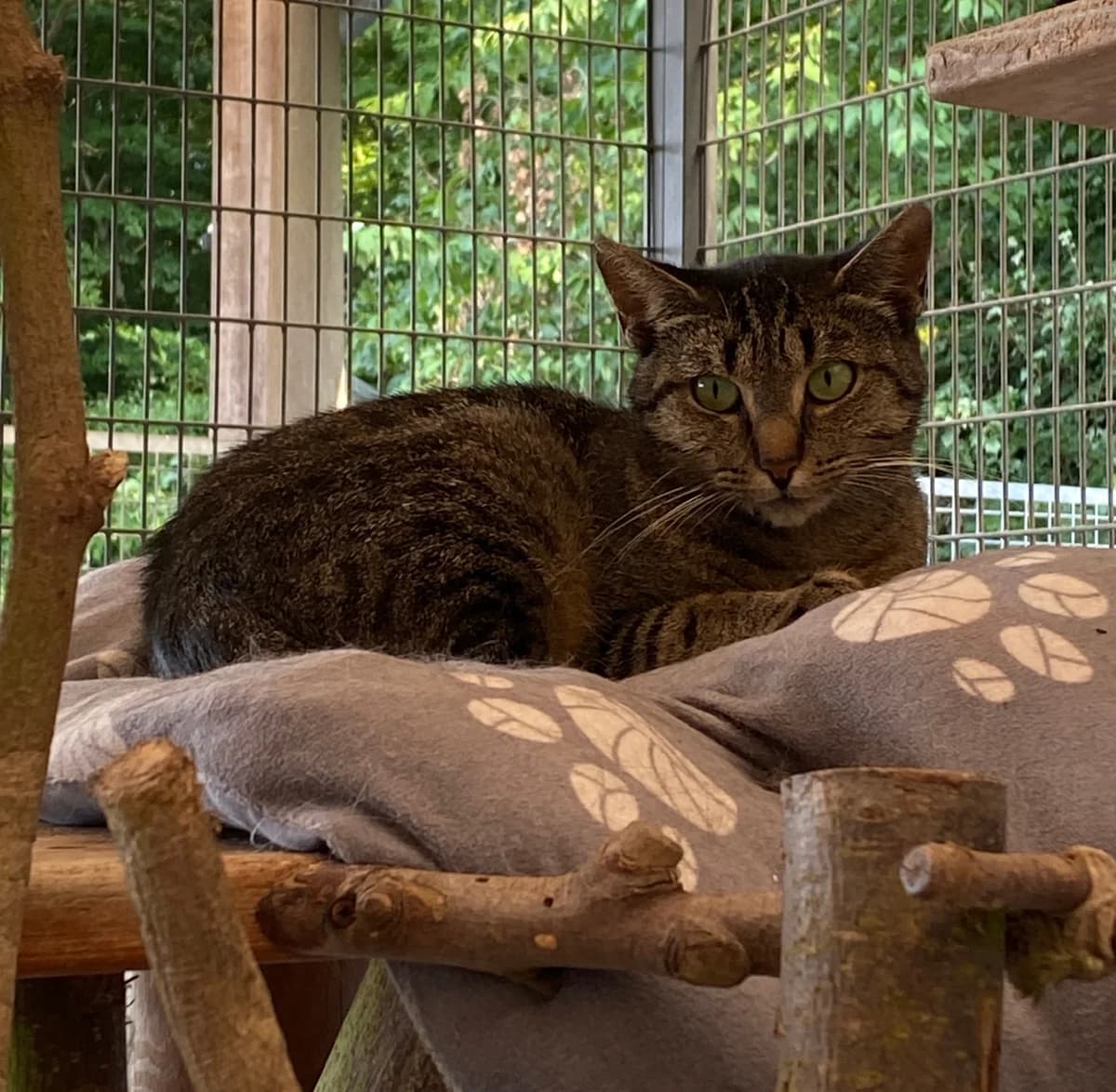 Aline,  young mixed breed for adoption at SPAD Chats et Chiens Luxembourg, Dudelange