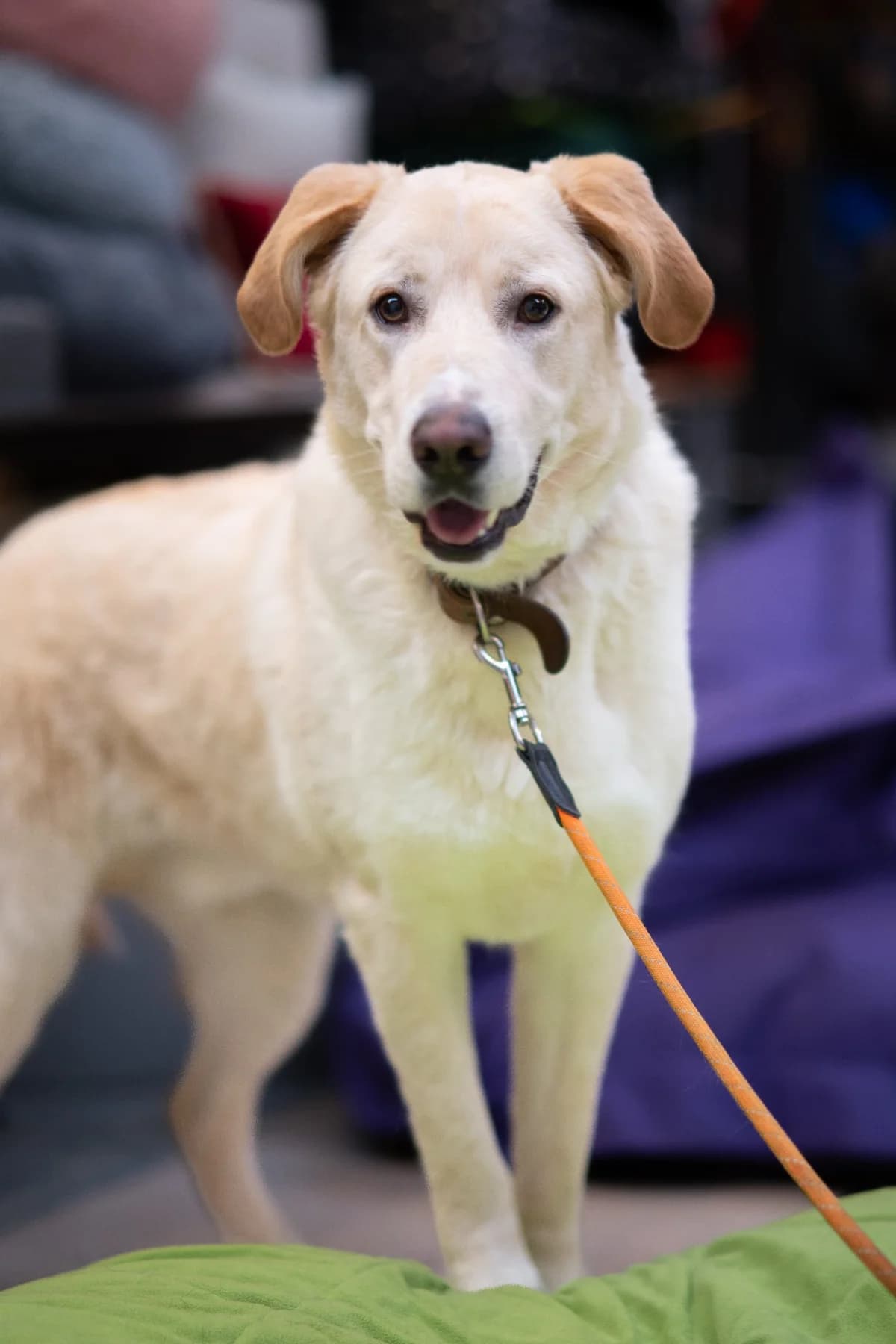 Ermis,  young mixed breed for adoption at SPAD Chats et Chiens Luxembourg, Dudelange