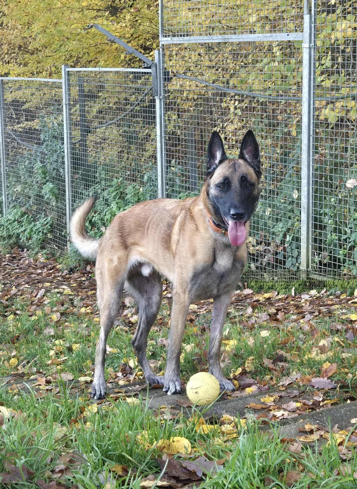 Malo,  5yo Belgian Malinois for adoption at SPAD Chats et Chiens Luxembourg, Dudelange