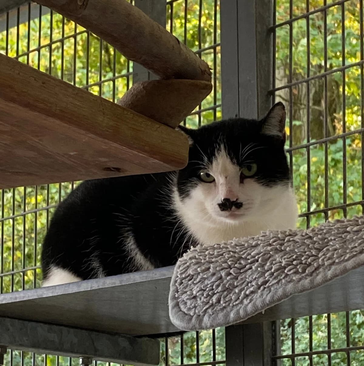 Georgie,  3yo mixed breed for adoption at SPAD Chats et Chiens Luxembourg, Dudelange