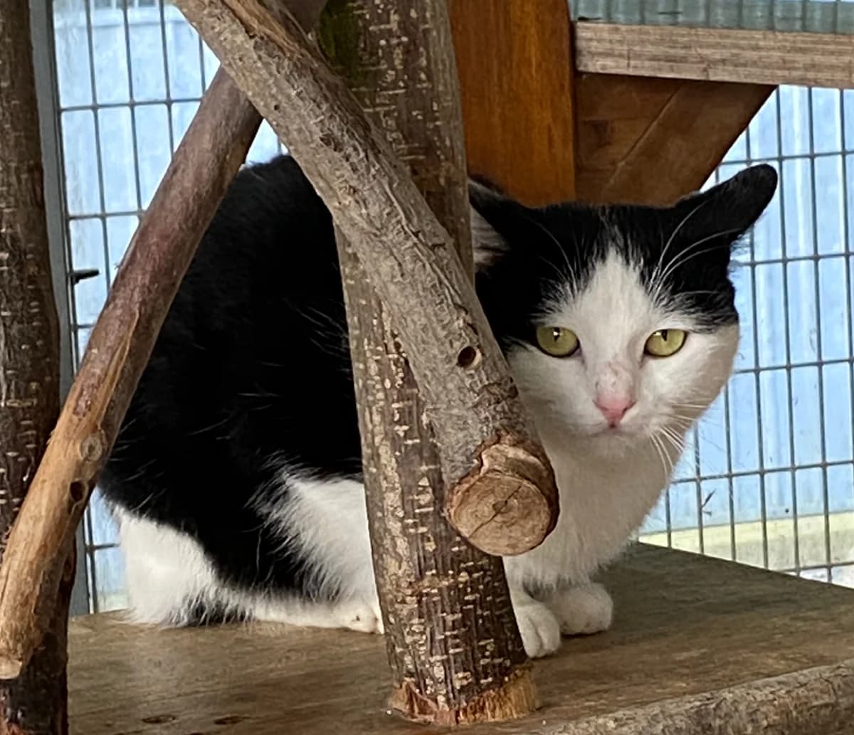 Heng,  young mixed breed for adoption at SPAD Chats et Chiens Luxembourg, Dudelange