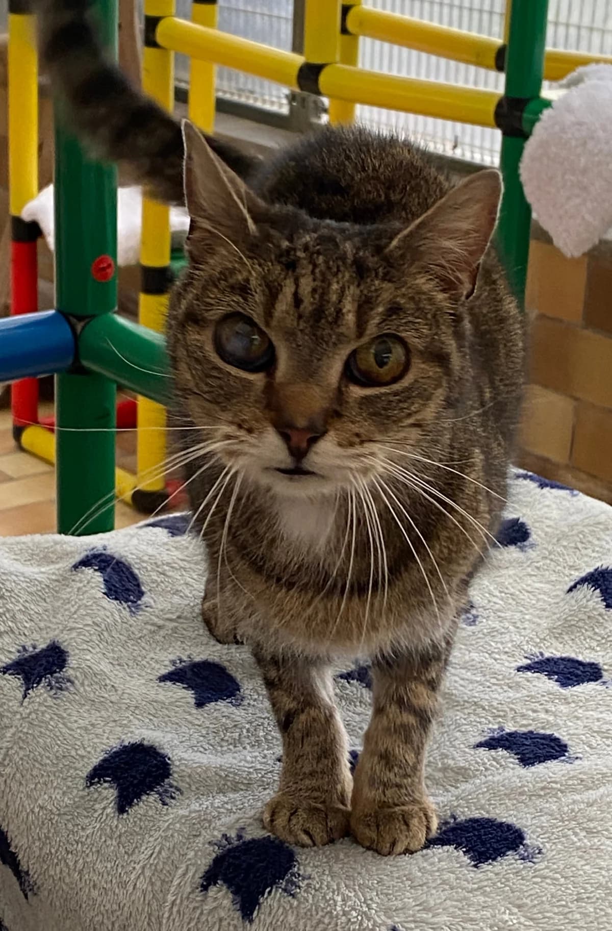 Olivia,  senior mixed breed for adoption at SPAD Chats et Chiens Luxembourg, Dudelange