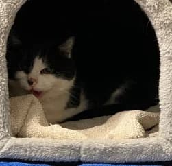 GWEN, female 7yo mixed breed for adoption at Asile pour Animaux Régional - Dudelange (SPAD asbl)