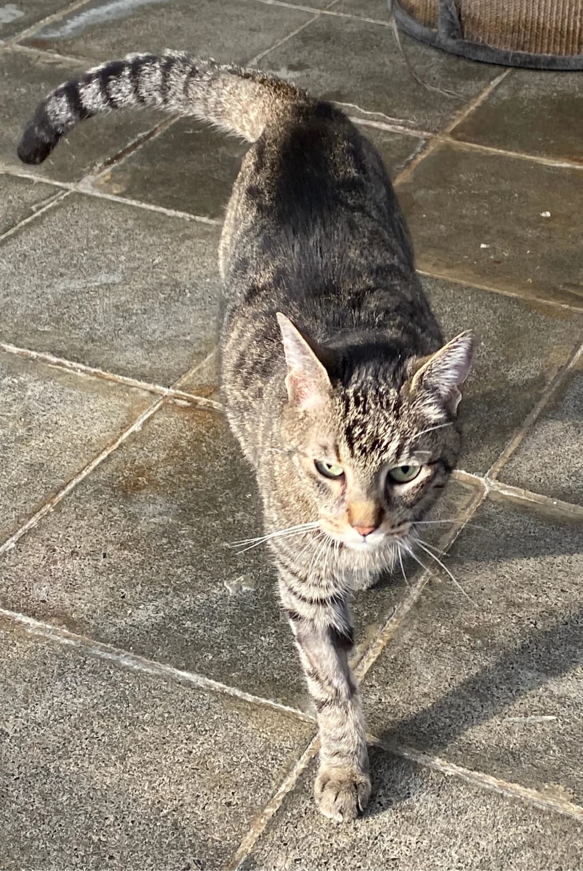 Lemon,  senior mixed breed for adoption at SPAD Chats et Chiens Luxembourg, Dudelange