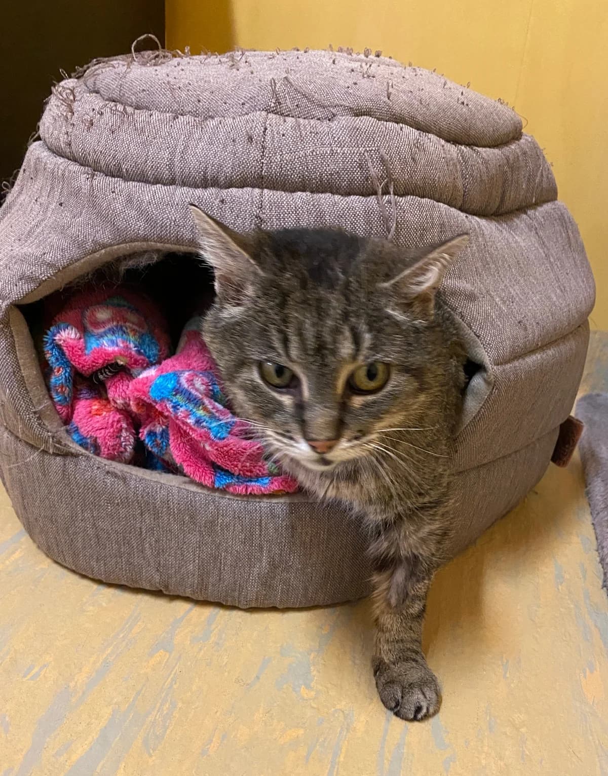 Dana,  senior mixed breed for adoption at SPAD Chats et Chiens Luxembourg, Dudelange