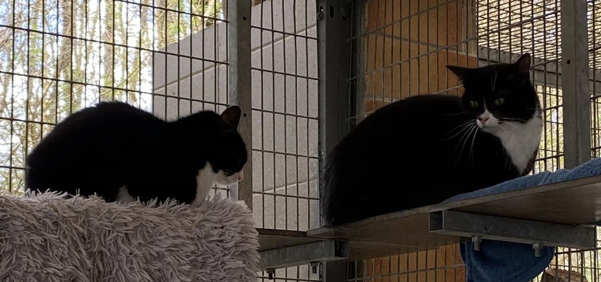 Yandra Et Yella - À Adopter Ensemble,  3yo mixed breed for adoption at SPAD Chats et Chiens Luxembourg, Dudelange