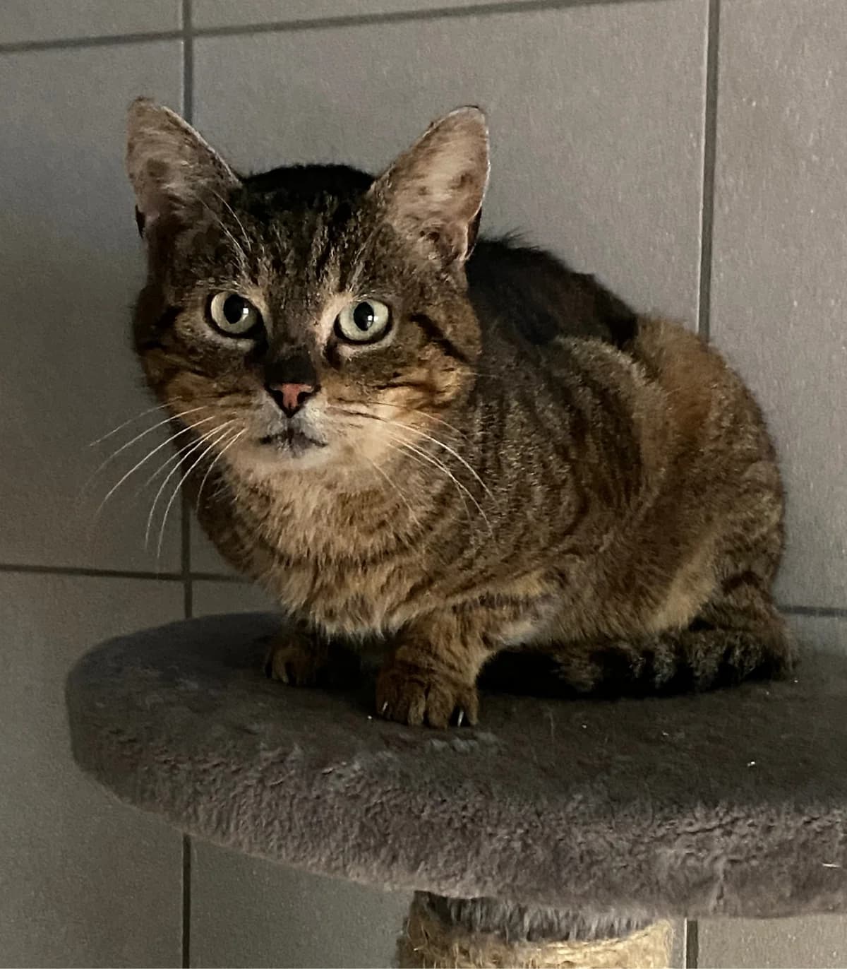 Aaron,  senior mixed breed for adoption at SPAD Chats et Chiens Luxembourg, Dudelange