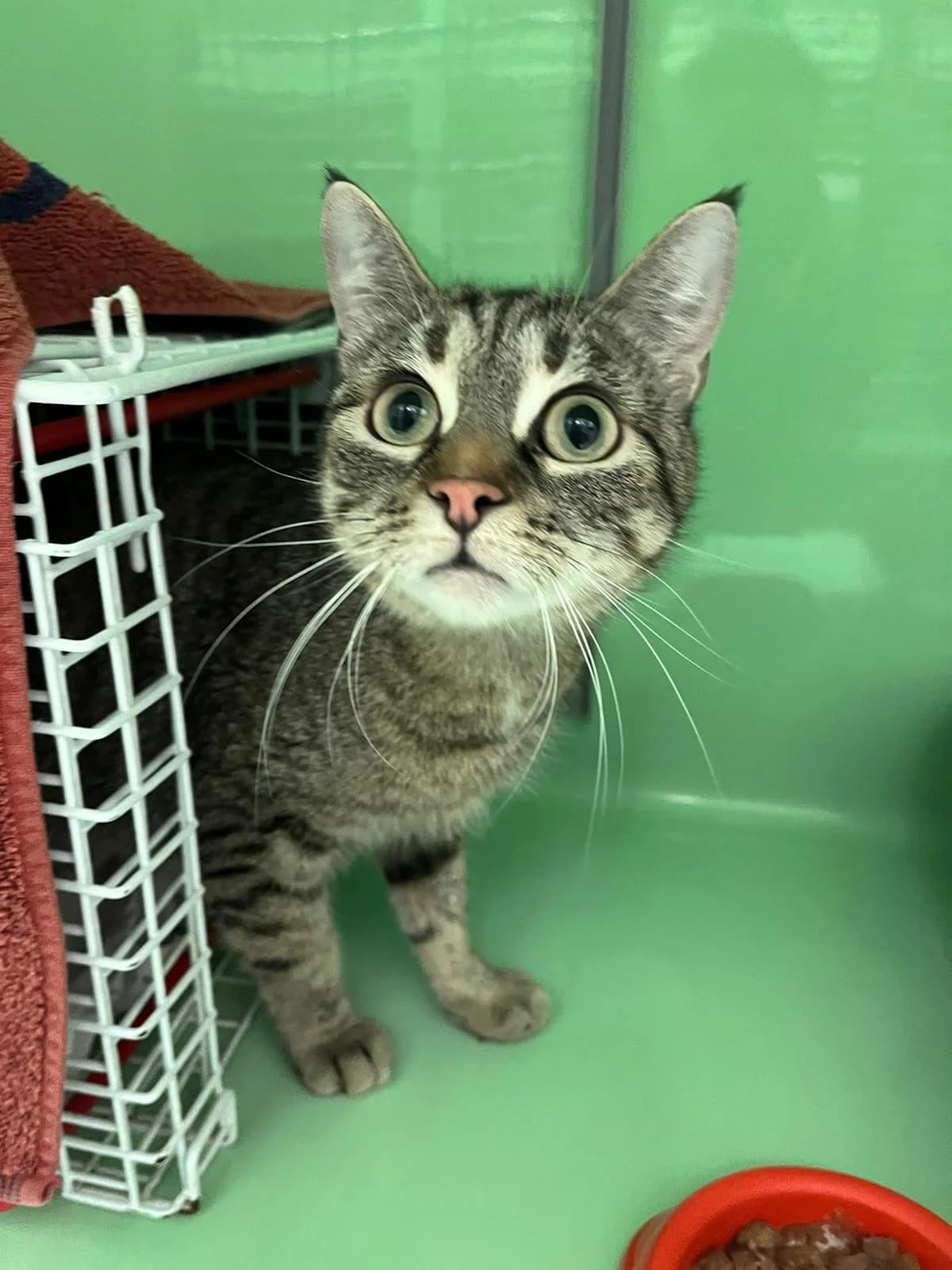 Dasia,  young mixed breed for adoption at SPAD Chats et Chiens Luxembourg, Dudelange