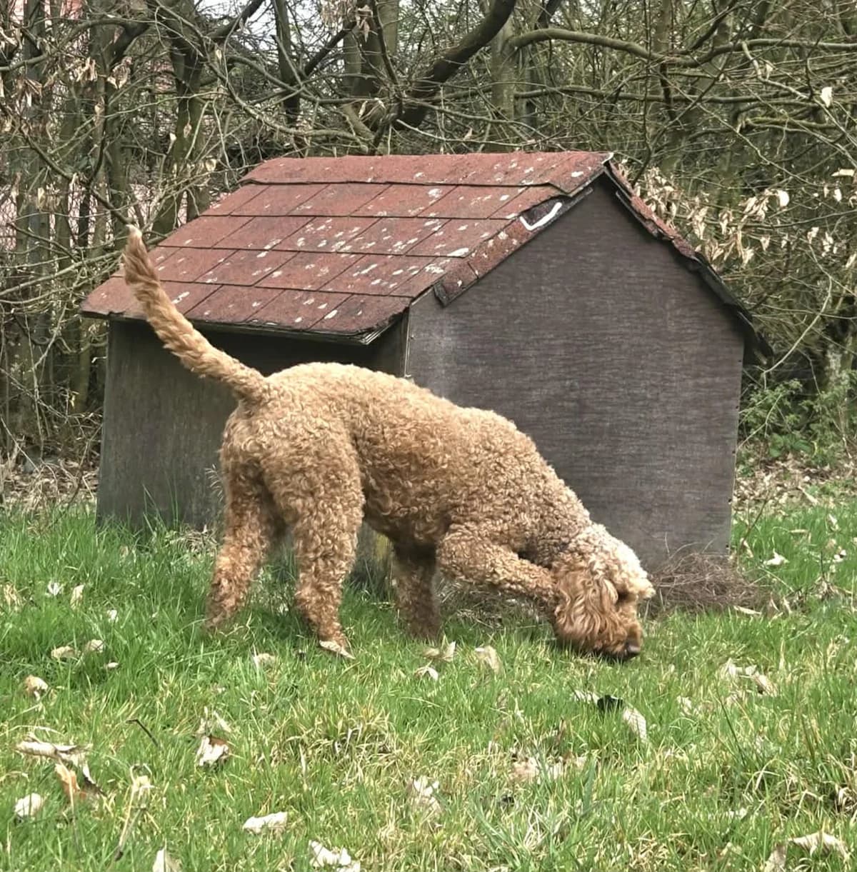 Amber - En Cours D'adoption -, female young Labradoodle for adoption at SPAD Chats et Chiens Luxembourg, Dudelange