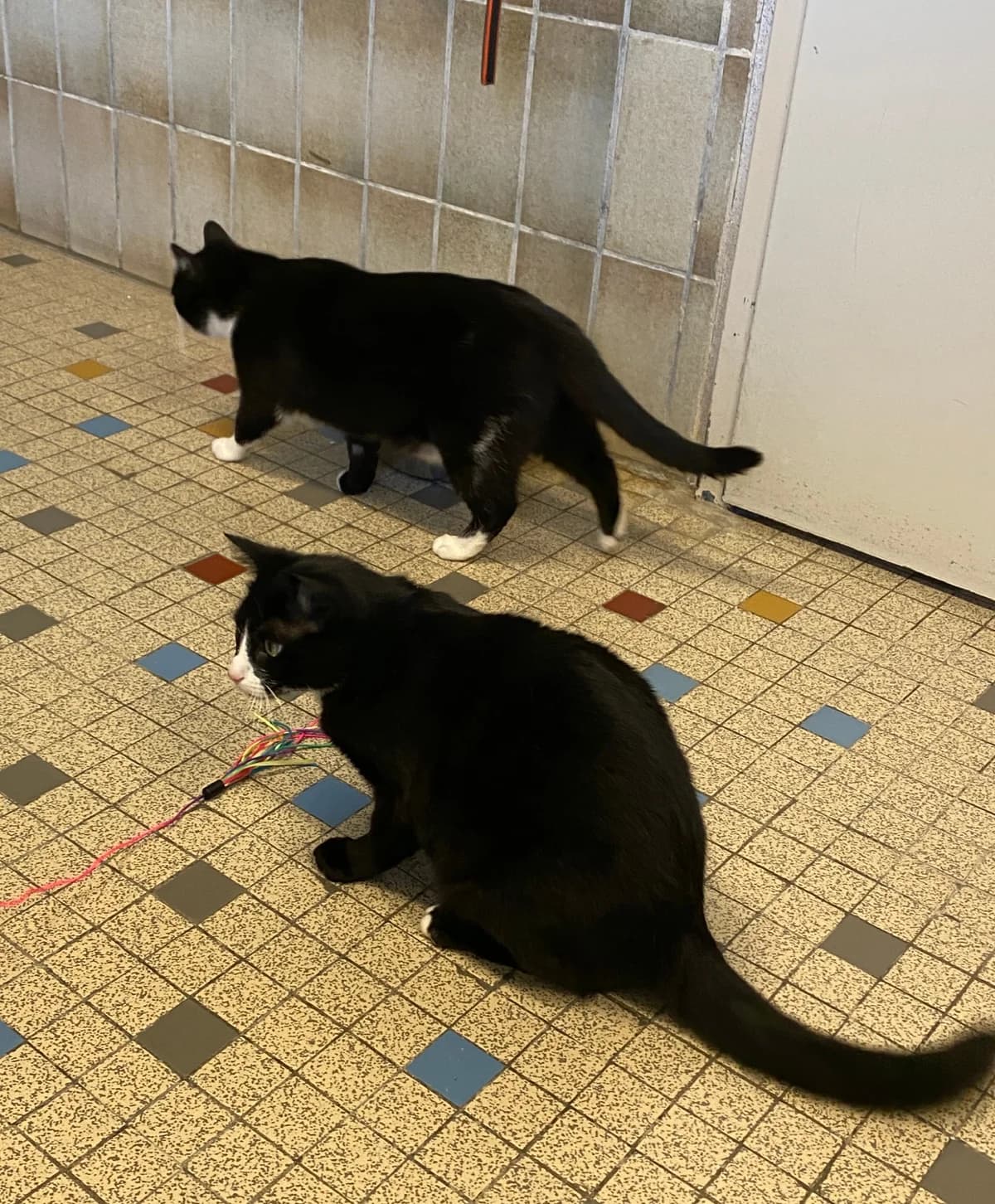 Felix & Felicie - À Adopter Ensemble,  young mixed breed for adoption at SPAD Chats et Chiens Luxembourg, Dudelange