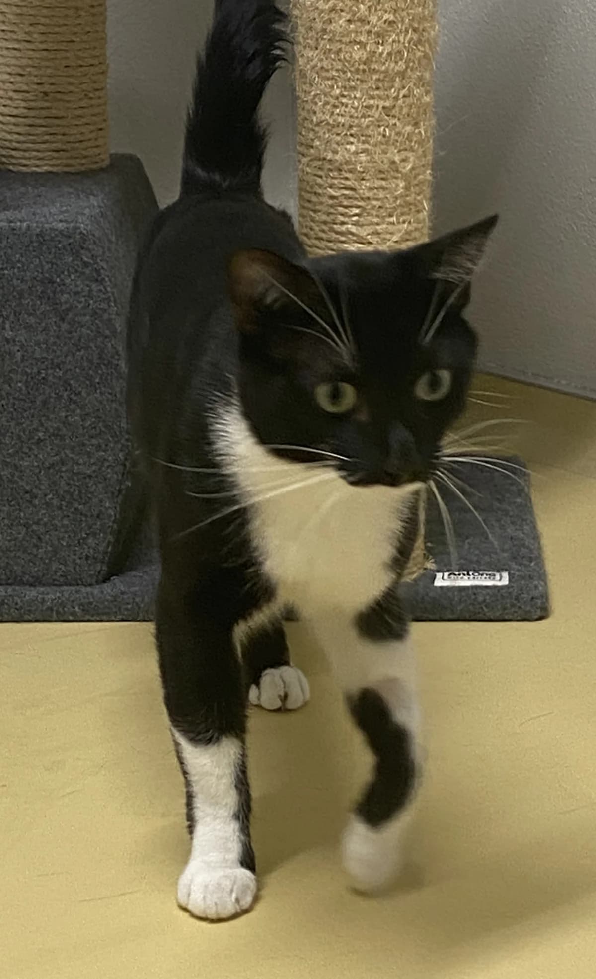 Boots,  mixed breed for adoption at SPAD Chats et Chiens Luxembourg, Dudelange