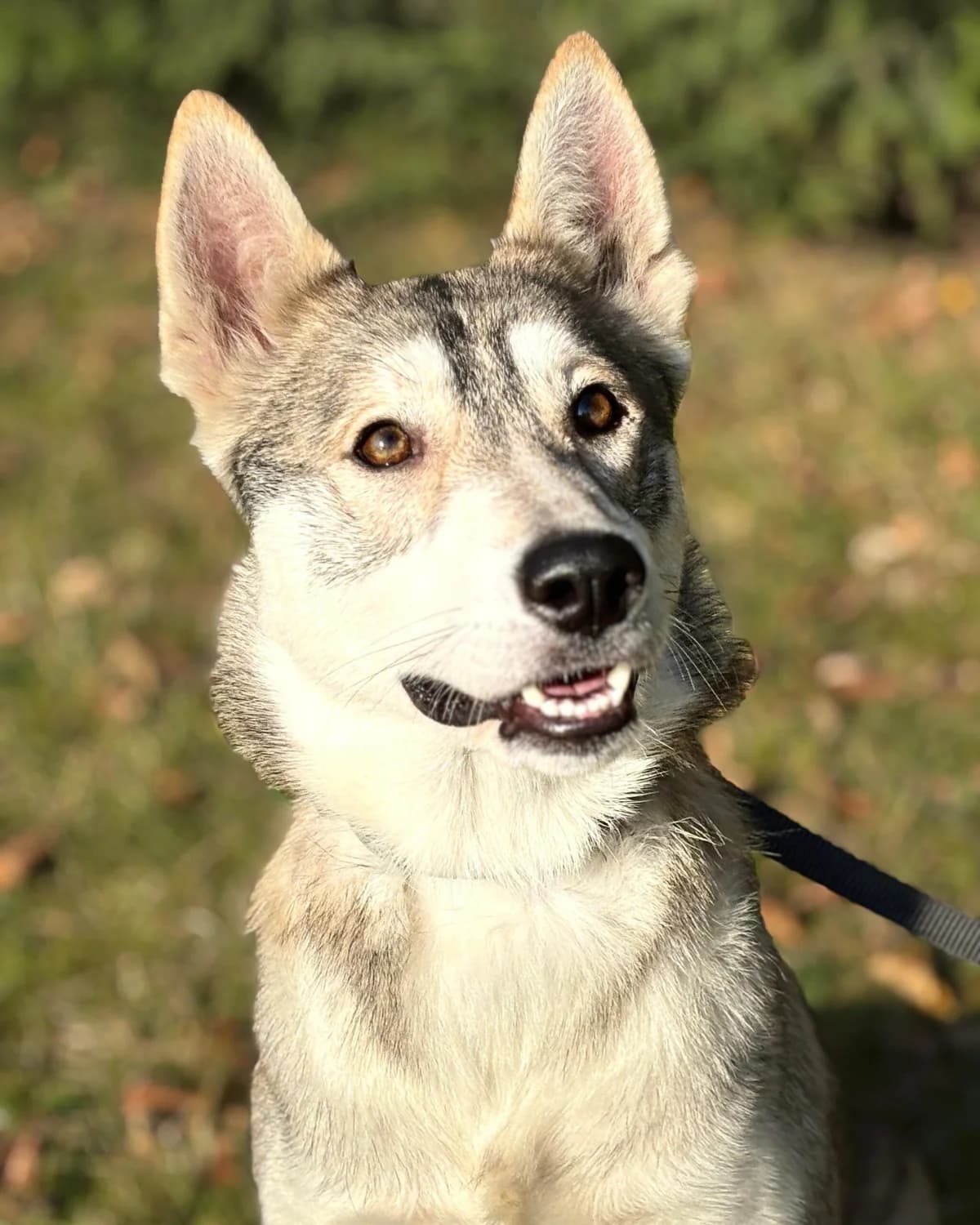Lora, female mixed breed for adoption at Labās Mājas, Riga