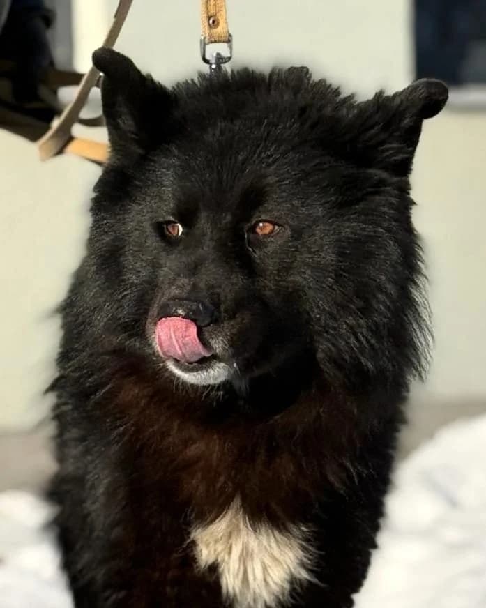 Rausītis, Mixed Breed (Labās Mājas)