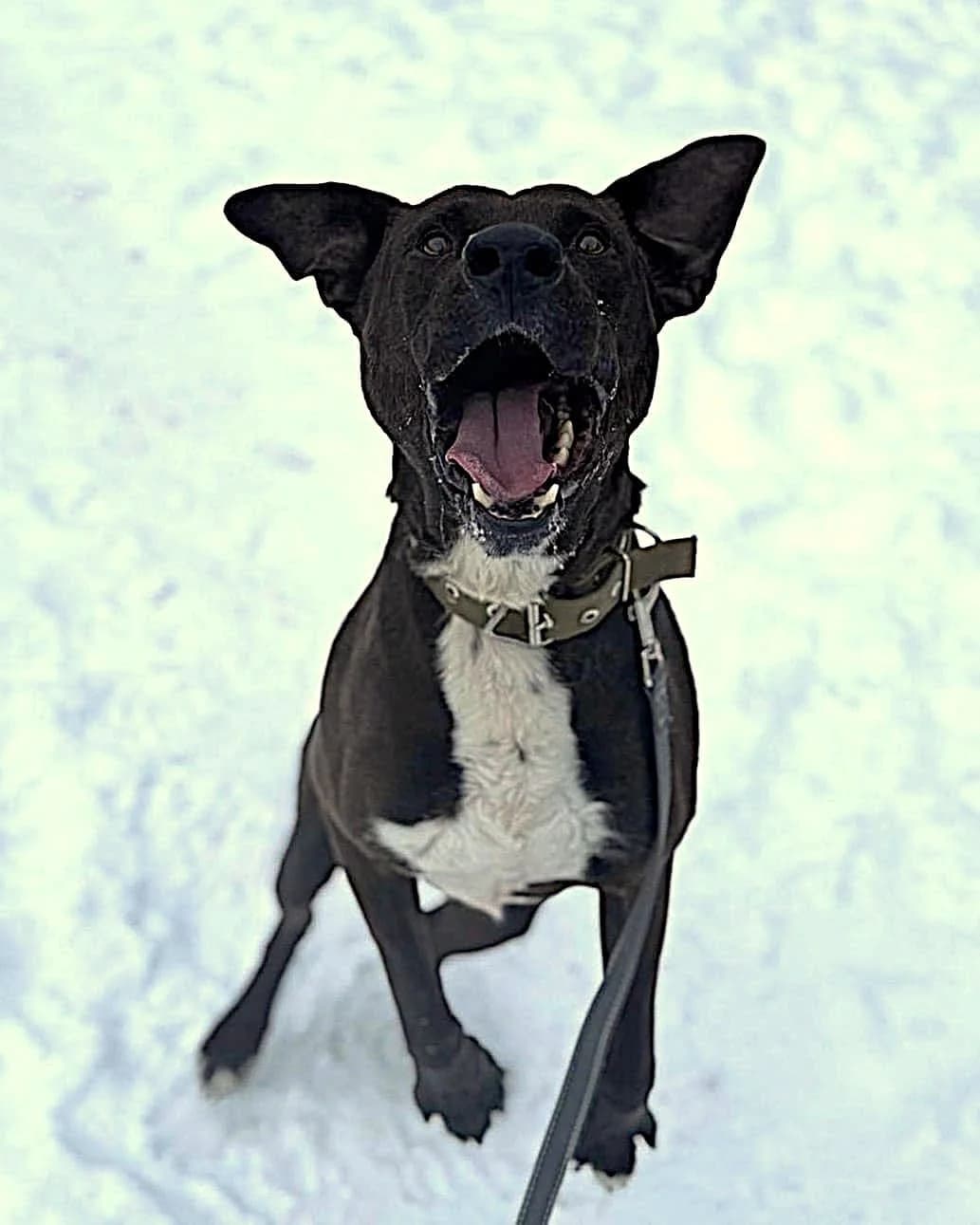 Bims, Labrador Retriever (Labās Mājas)