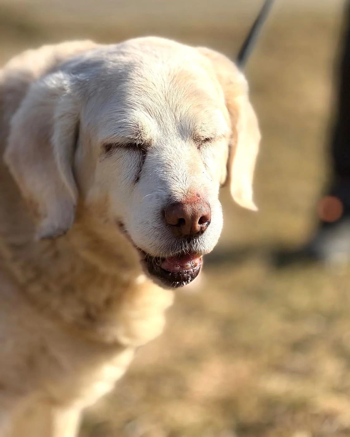 Labradoropis, Labrador Retriever (Labās Mājas)