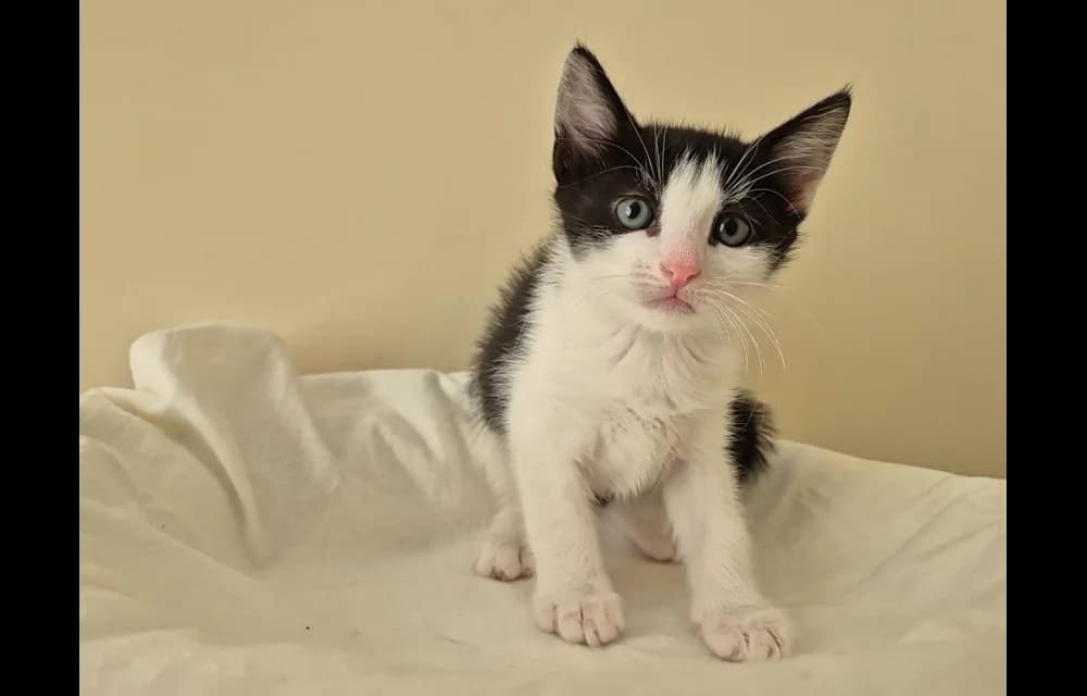Bonis, male Mixed Breed for adoption at Dzīvnieku Draugu Fonds