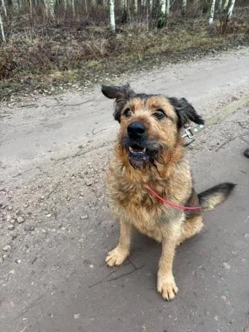 BOSIS, male Mixed Breed for adoption at DZAB \