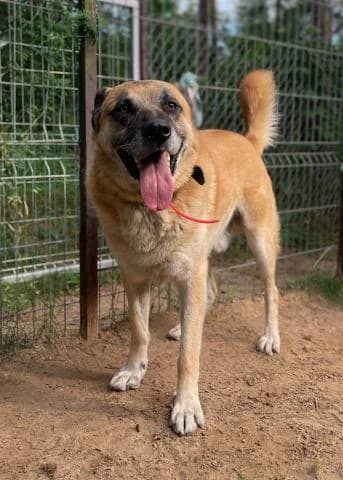 DINGO, male 5yo Mixed Breed for adoption at DZAB \