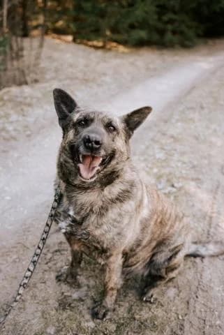 DŽEINA, female senior Mixed Breed for adoption at DZAB \