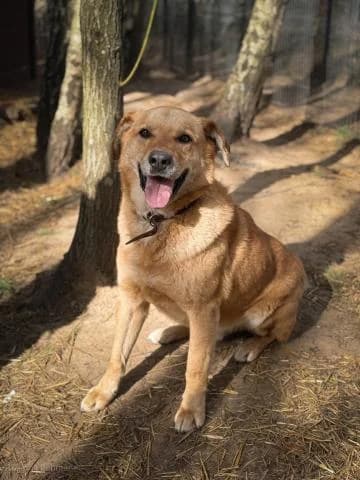 LUI, female 4yo Mixed Breed for adoption at DZAB \