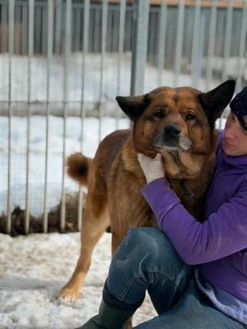 MAKITA, male Mixed Breed for adoption at DZAB \