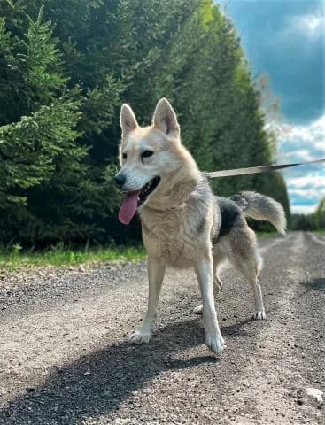 NORA, female 5yo Mixed Breed for adoption at DZAB \