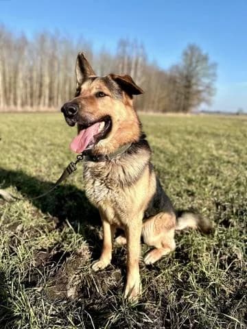 REKSIS,  Mixed Breed for adoption at DZAB \