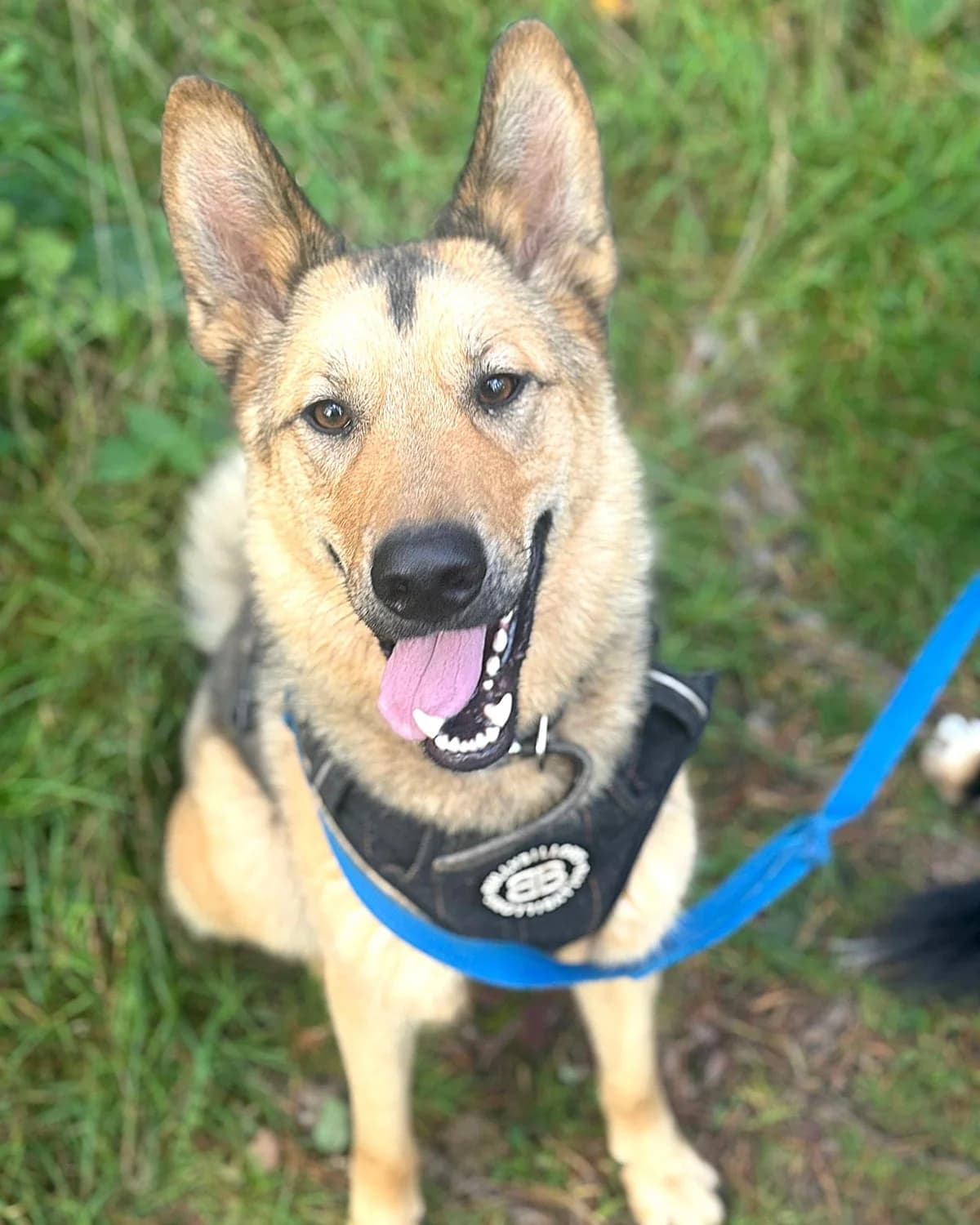 Romeo,  young mixed breed for adoption at Labās Mājas, Riga