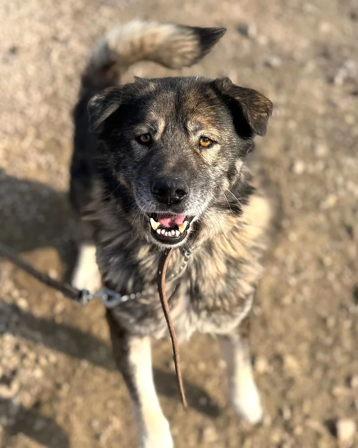 Mičmans, male 5yo mixed breed for adoption at Labās Mājas, Riga