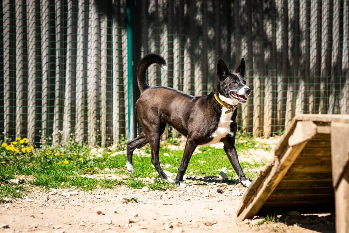 suņome Džūlija, female senior mixed breed for adoption at Labās Mājas, Riga