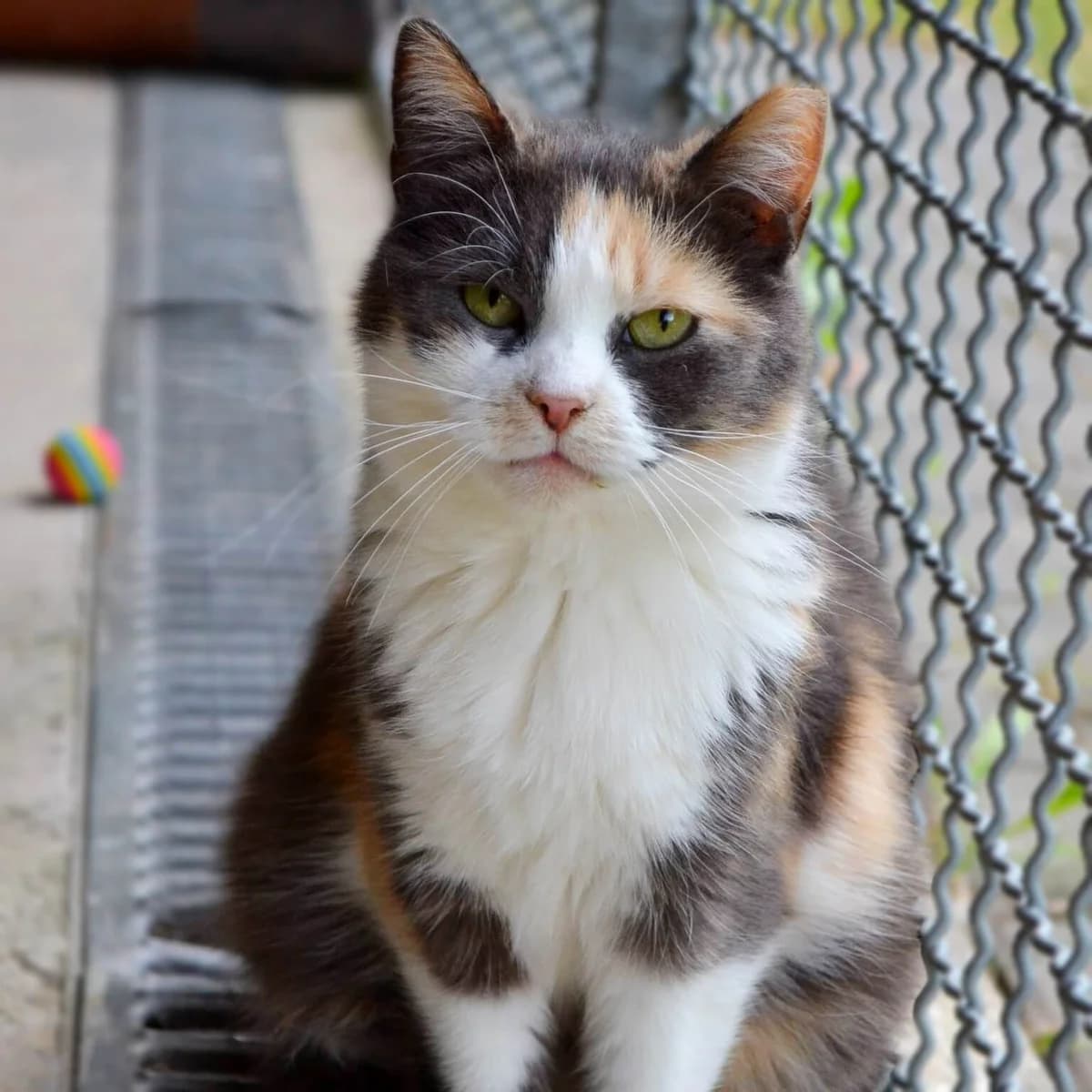 Nostra,  Domestic Shorthair for adoption at Labās Mājas, Riga