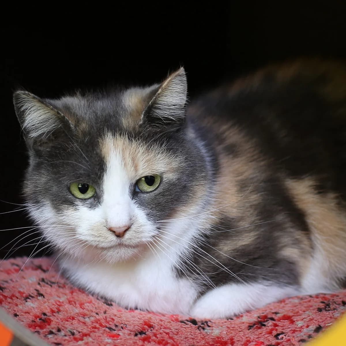 Nostra,  Mixed Breed for adoption at Labās Mājas, Riga photo 2