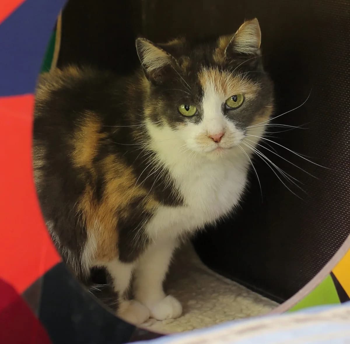 Nostra,  Mixed Breed for adoption at Labās Mājas, Riga photo 3