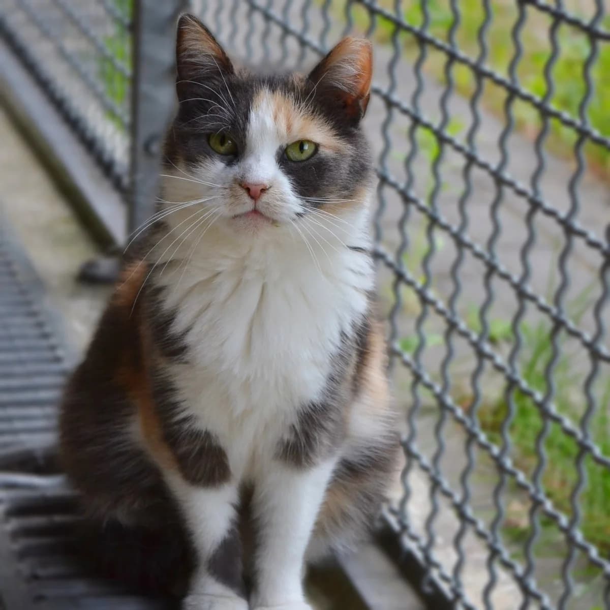 Nostra,  Mixed Breed for adoption at Labās Mājas, Riga photo 5