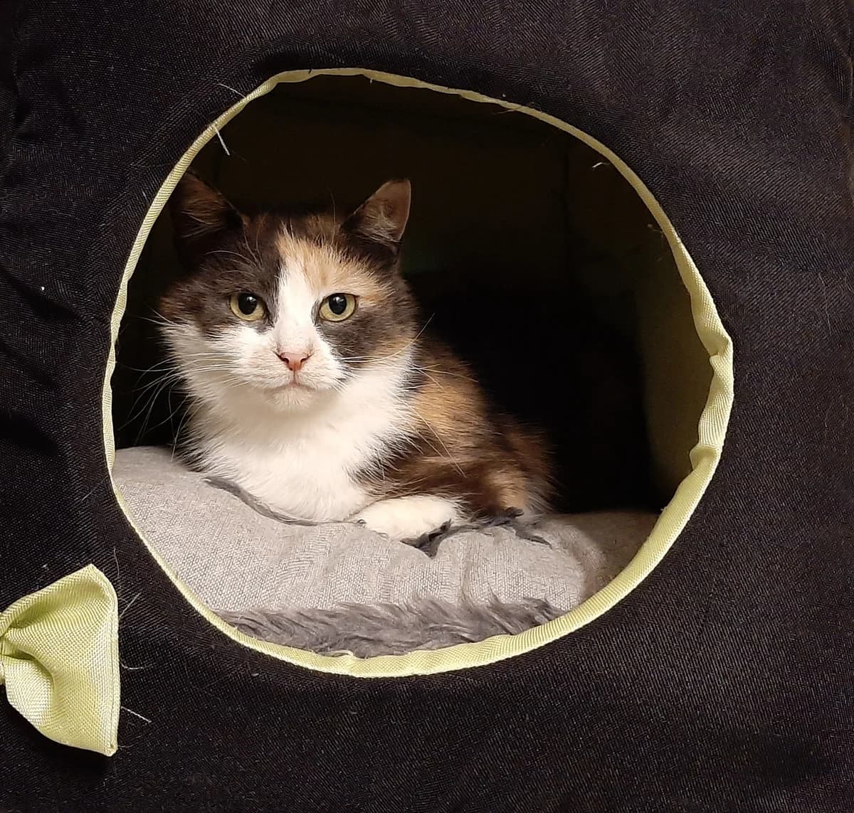 Nostra,  Mixed Breed for adoption at Labās Mājas, Riga photo 8