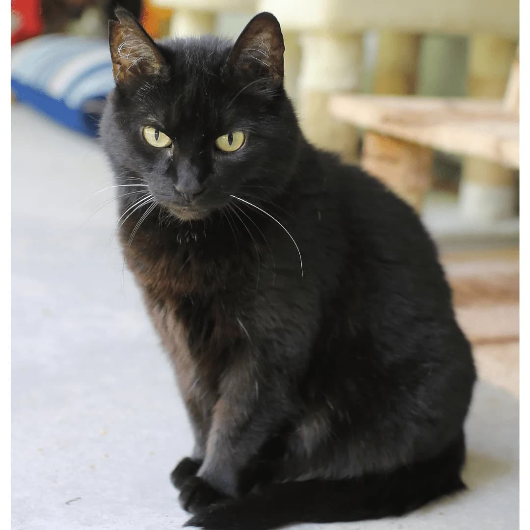 Lāčplēsis & Magda, female Mixed Breed for adoption at Labās Mājas, Riga photo 2