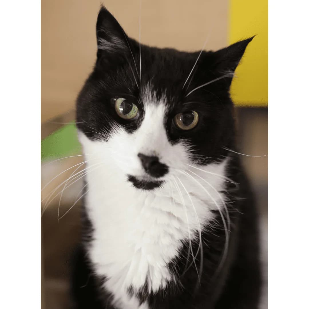 Lāčplēsis & Magda, female Mixed Breed for adoption at Labās Mājas, Riga photo 3