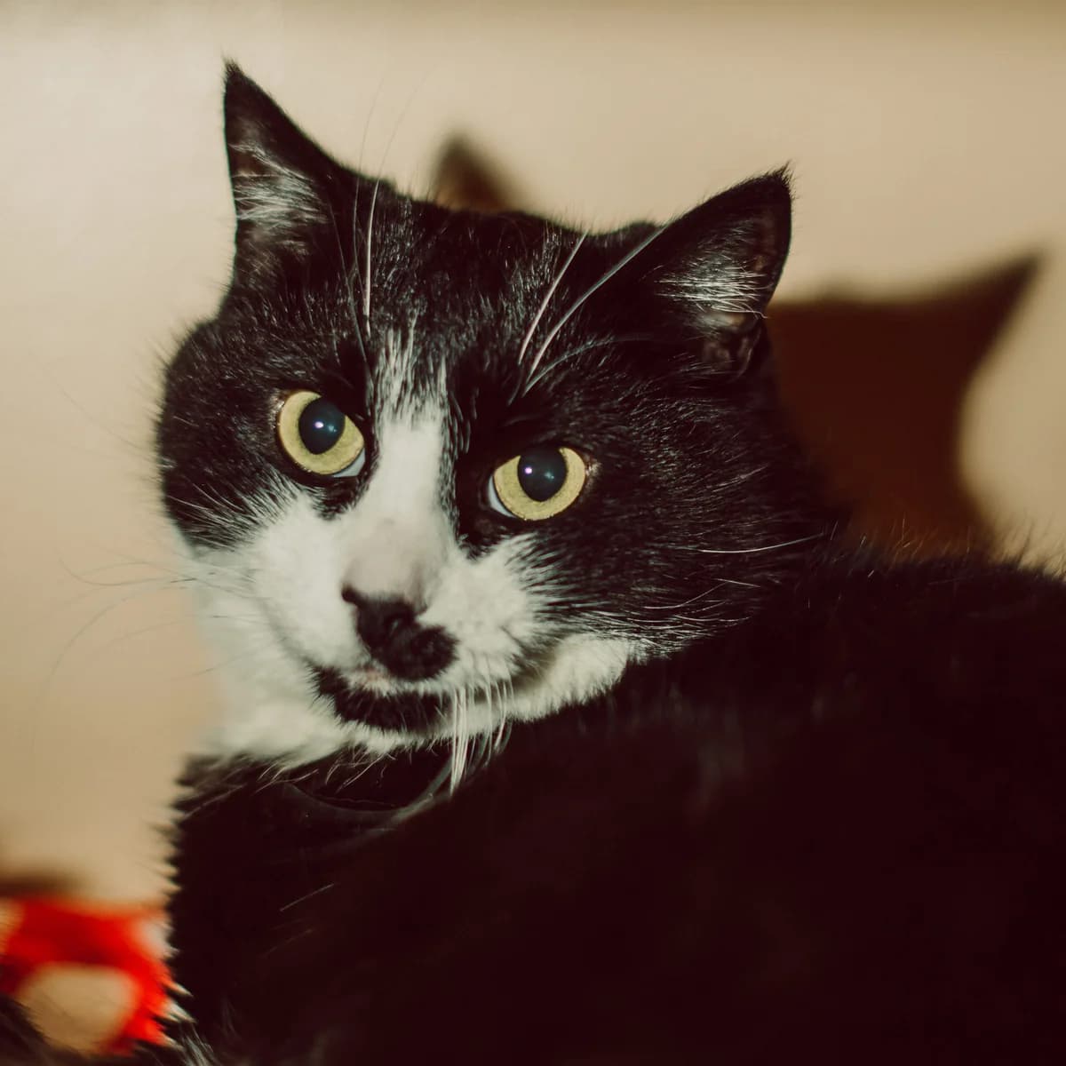 Lāčplēsis & Magda, female Mixed Breed for adoption at Labās Mājas, Riga photo 4