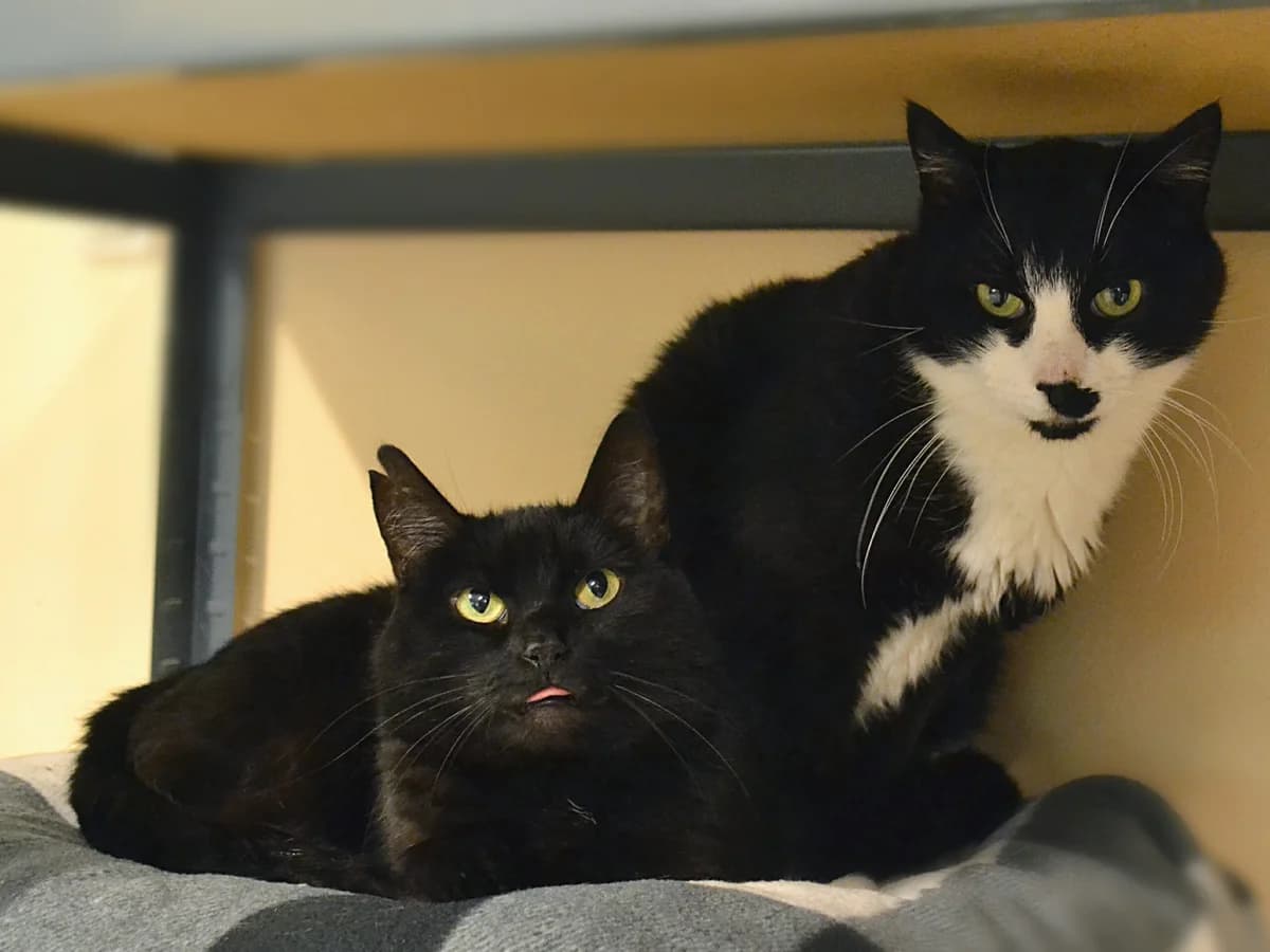 Lāčplēsis & Magda, female Mixed Breed for adoption at Labās Mājas, Riga photo 5