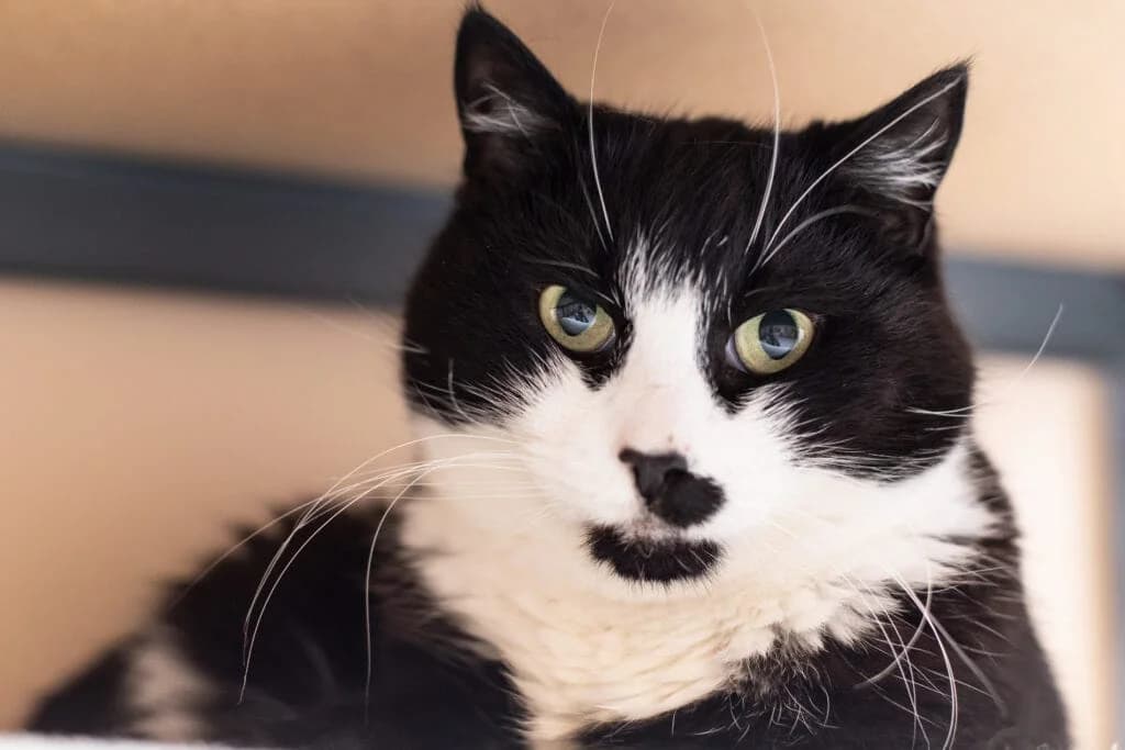 Lāčplēsis & Magda, female Mixed Breed for adoption at Labās Mājas, Riga photo 6