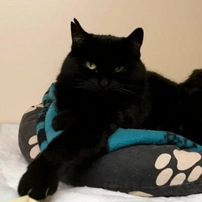 Lāčplēsis & Magda, female Mixed Breed for adoption at Labās Mājas, Riga photo 7